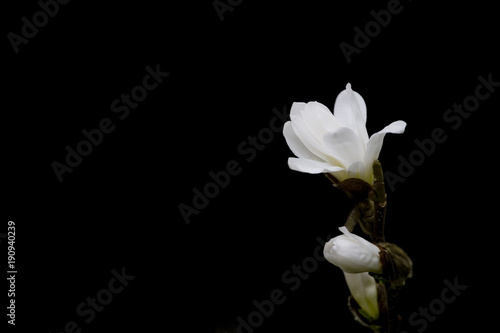 beautiful spring delicate magnolia blossom on tree branches