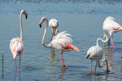 Group of big pink flamingo birds in national park Camargue  France