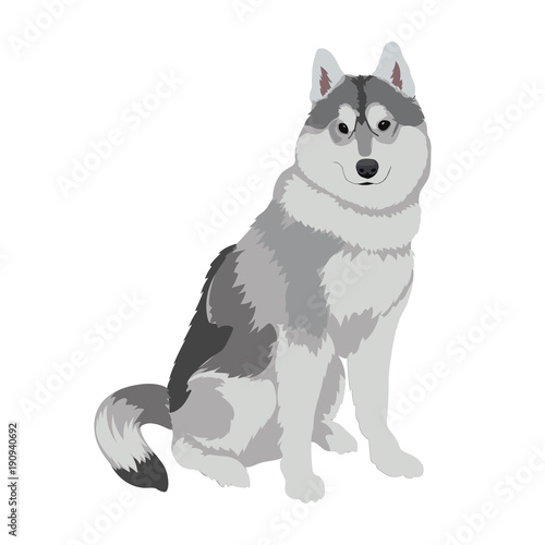 Husky dog sitting isolated on white background. Sled dog illustration. Cute Alaskan Malamute dog for your design.