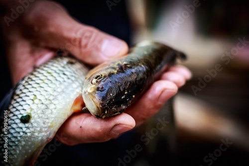 Man holding two small fishes Close-up