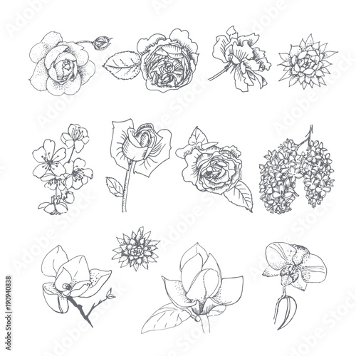 Flower set isolated on white background. Floral hand drawn sketches collection for your design.