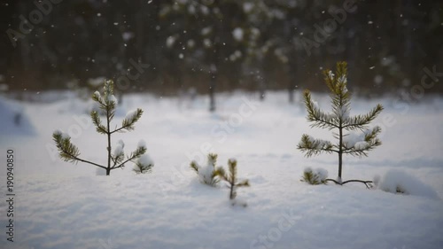 small pines in the winter forest
