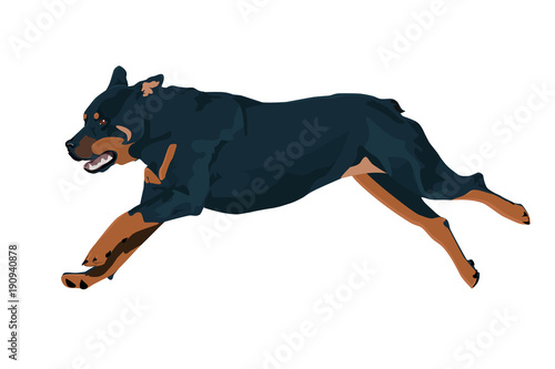 Rottweiler dog runs during the training. Dog vector illustration. Rottweiler isolated on white background.