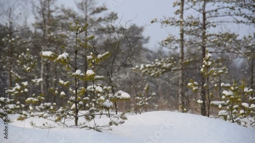 the snow in the forest