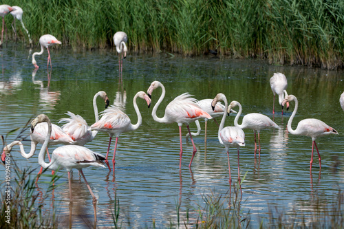 Group of big pink flamingo birds in national park Camargue, France