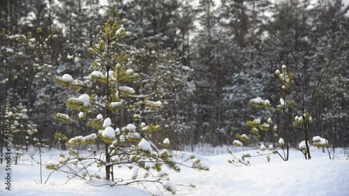 the snow in the forest