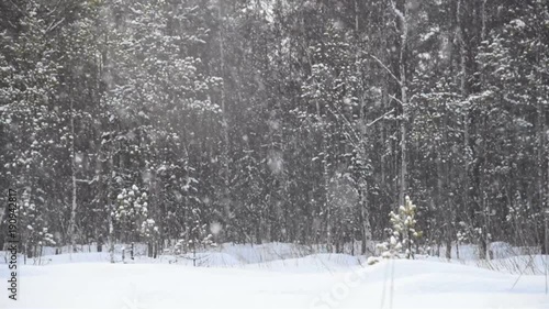 snowfall in the forest, slowmotion