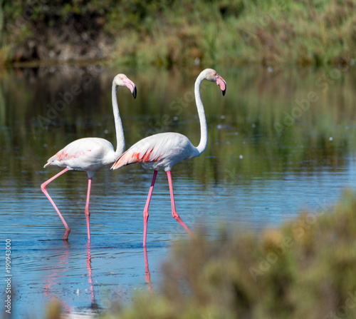 Wild birds big pink flamingo in national park  Provence  France