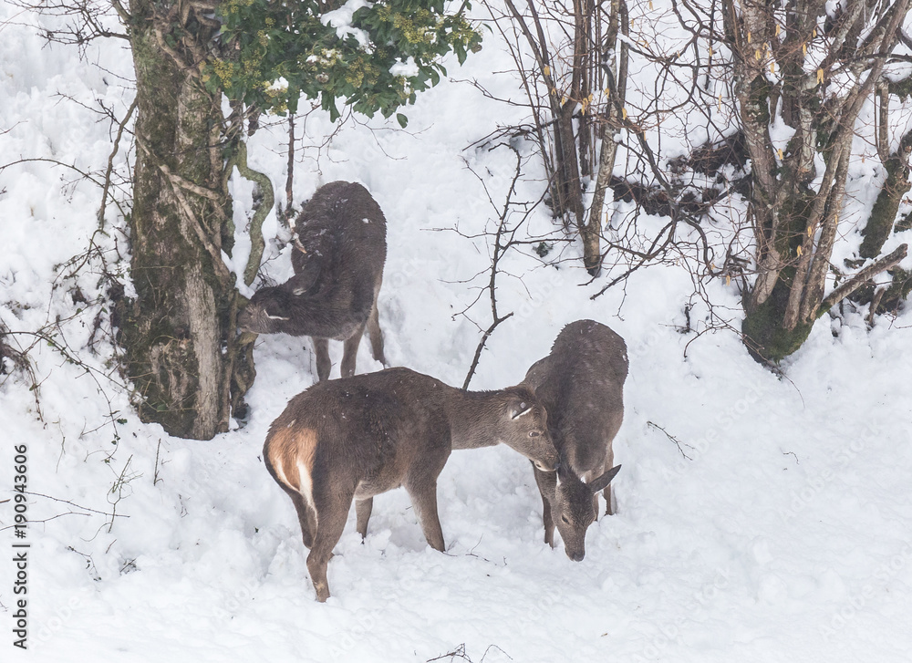 deer in the snow in the mountains of Asturias, after the intense snowfall of these days ... deer in the snow in the mountains of Asturias, after the intense snowfall of these days ...