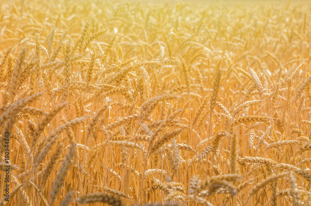 backdrop of ripening ears of yellow wheat field on the sunset cloudy orange sky background. Copy space of the setting sun rays on horizon in rural meadow Close up nature photo Idea of a rich harvest. backdrop of ripening ears of yellow wheat field on the sunset cloudy orange sky background. Copy space of the setting sun rays on horizon in rural meadow Close up nature photo Idea of a rich harvest.