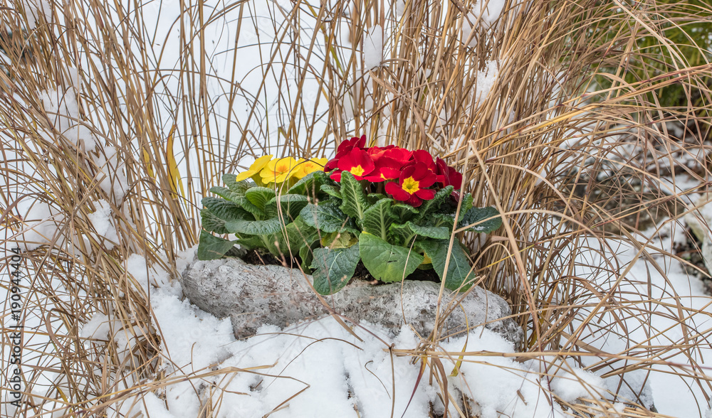 Blumen im winter Stock-Foto | Adobe Stock