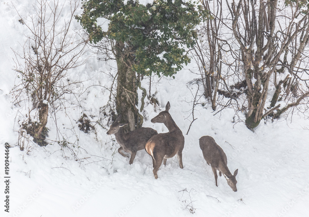 deer in the snow in the mountains of Asturias, after the intense snowfall of these days ... deer in the snow in the mountains of Asturias, after the intense snowfall of these days ...