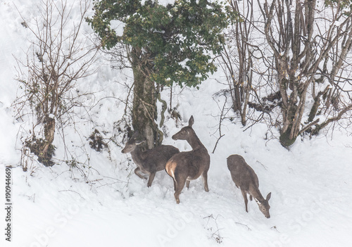 deer in the snow in the mountains of Asturias, after the intense snowfall of these days ...
