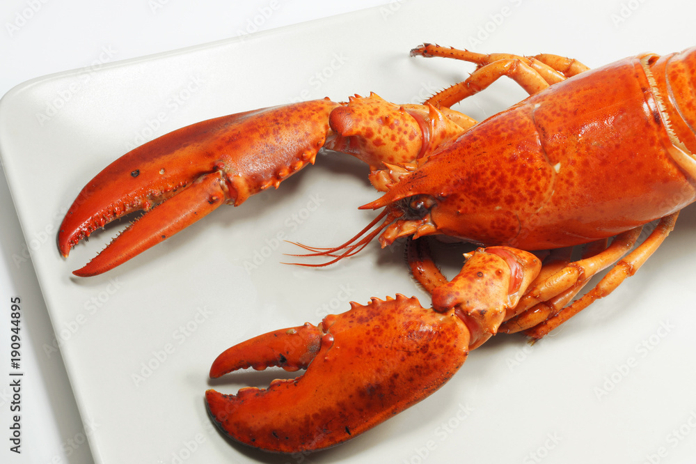 Fresh american lobster, whole silhouette on a light background Fresh american lobster, whole silhouette on a light background