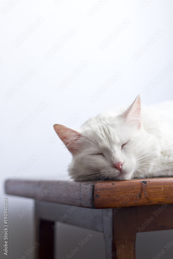Gato branco dormindo em mesa de madeira