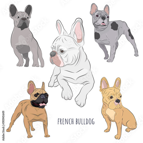 Purebred canine hand drawn illustration. Set of five frenchies in different color. French Bulldog set isolated on white background.