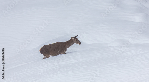 deer in the snow in the mountains of Asturias  after the intense snowfall of these days ...