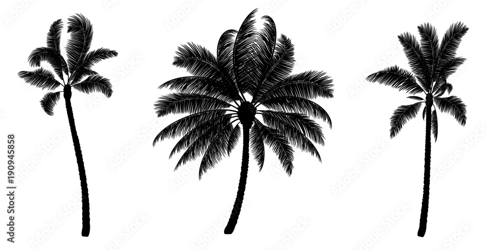 Fototapeta premium Set of black vector palm. Hand drawn trees.
