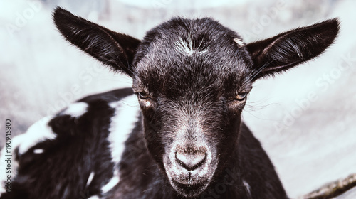 Billede på lærred goat stare evil