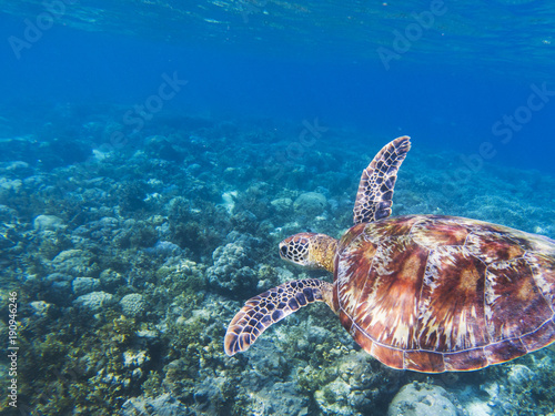 Sea turtle in tropical seashore. Seaworld underwater photo. Green turtle undersea.