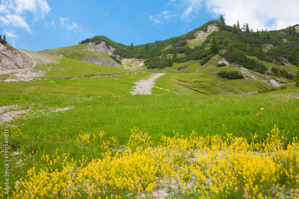 Landscape from the Dolomite Mountains with yellow flowers in the front near to Cortina, Italy