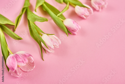 Valentines day background with pink tulips over pink background. Space for text © Agave Studio