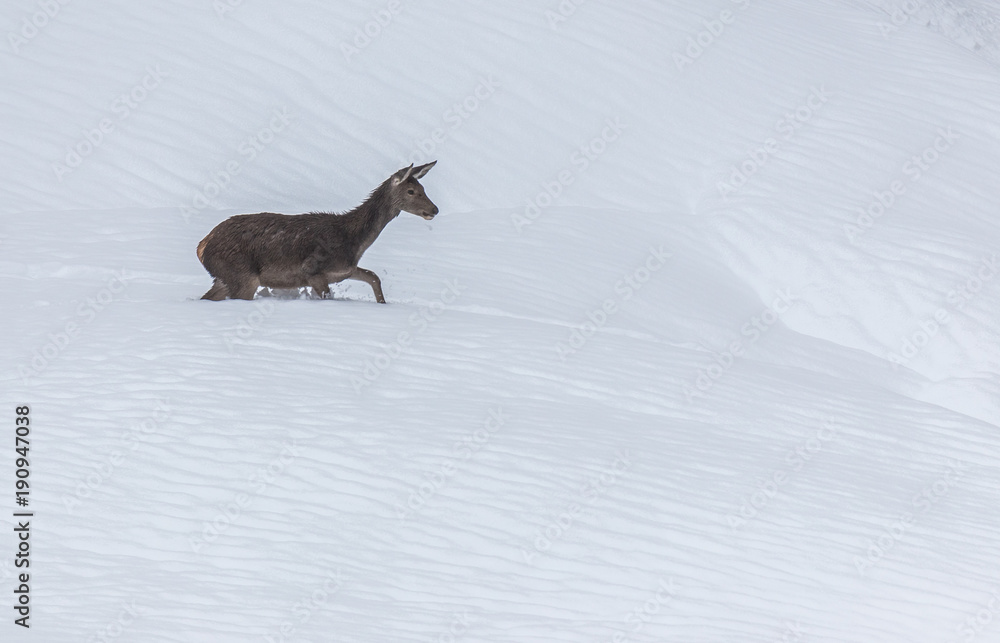 deer in the snow in the mountains of Asturias, after the intense snowfall of these days ... deer in the snow in the mountains of Asturias, after the intense snowfall of these days ...