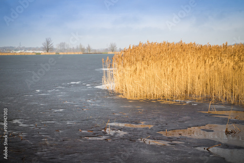 Yellow Cane On The Side Of The Frozen Lake In Poland