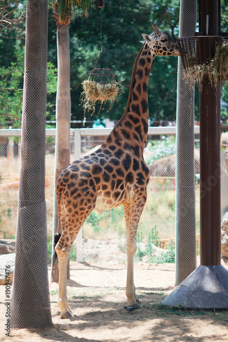 Photography Giraffe at the Zoo in Barcelona, Spain
