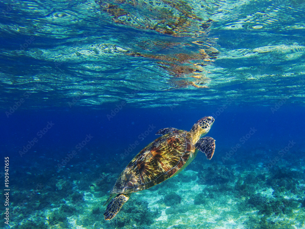 Sea turtle in tropical lagoon. Marine turtle diving for breath. Sea tortoise snorkeling photo.