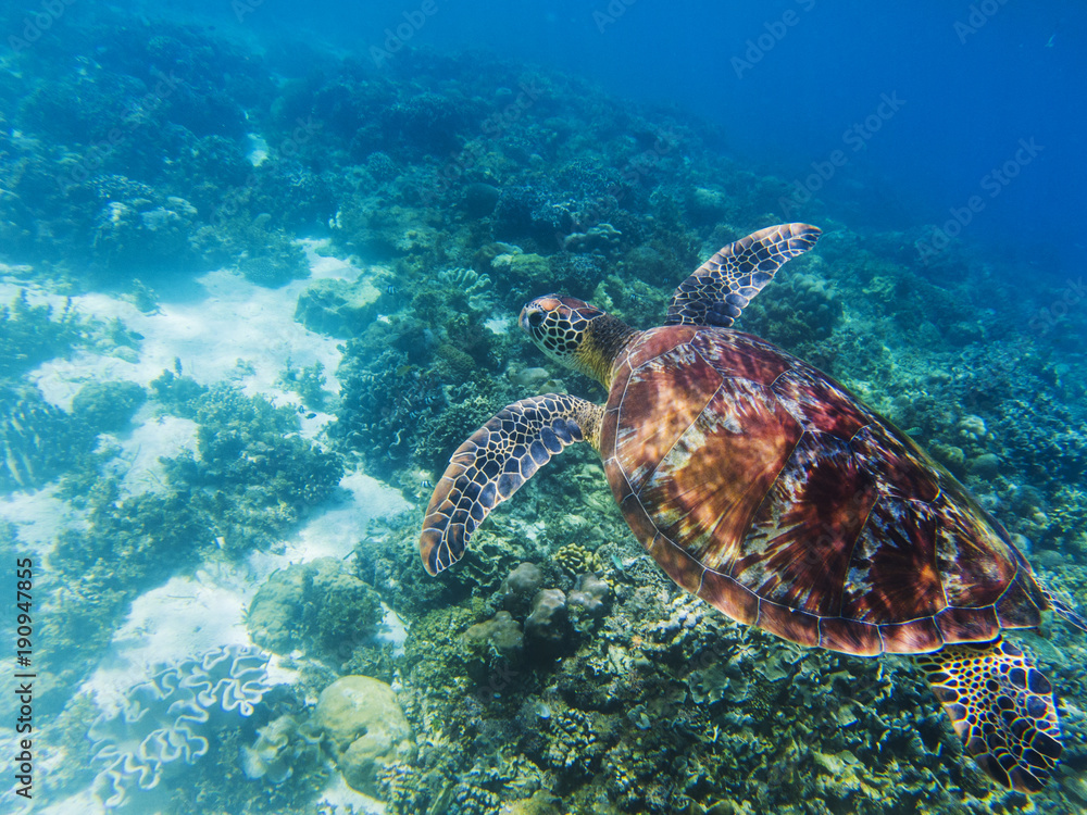 Sea turtle in tropical seashore underwater photo. Cute green turtle undersea.