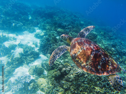 Sea turtle in tropical seashore underwater photo. Cute green turtle undersea. © Elya.Q
