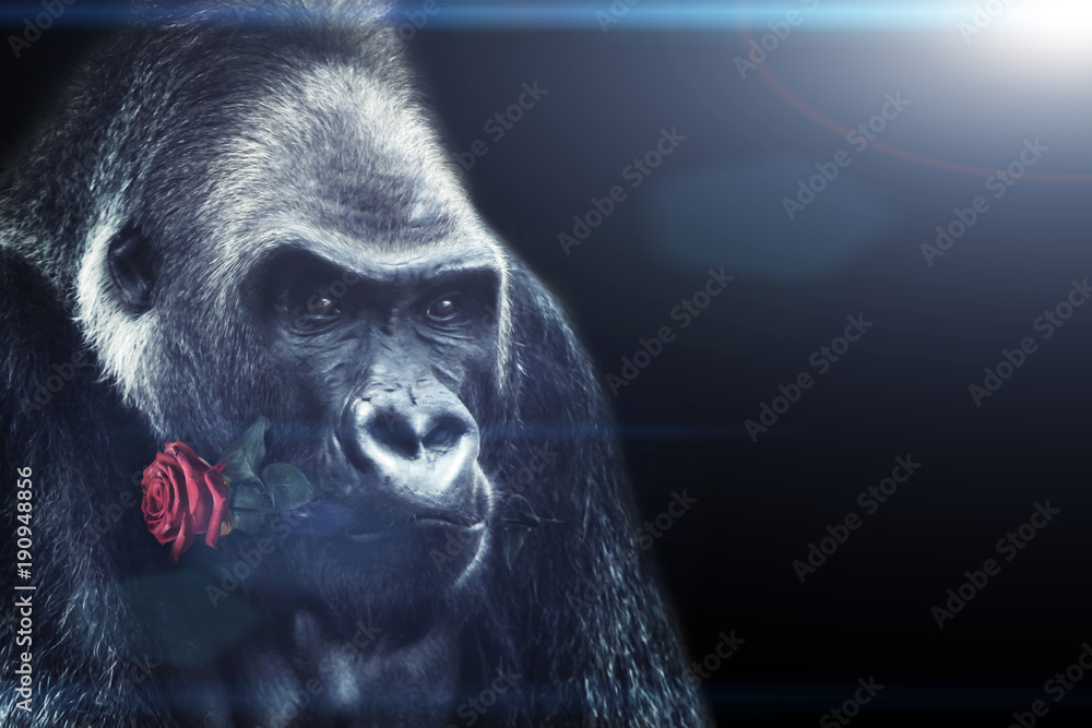 Gorilla Mit Einer Rose Im Mund Stock Photo Adobe Stock Gorilla Mit Einer Rose Im Mund Stock Photo Adobe Stock