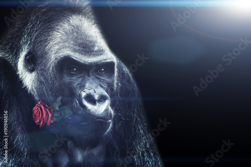 Gorilla mit einer Rose im Mund
