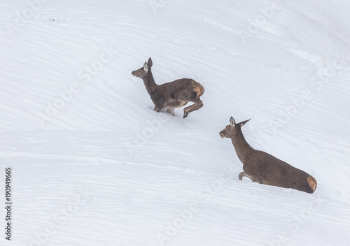 deer in the snow in the mountains of Asturias, after the intense snowfall of these days ...