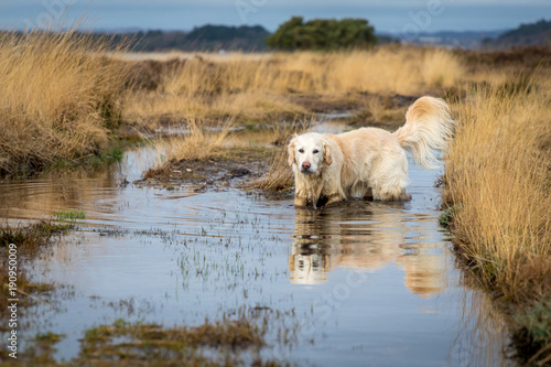 happy dog wading in muddy water on heathland in winter