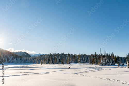 View of a cross country skier in Paradise Meadows, Mount Washington, British Columbia photo