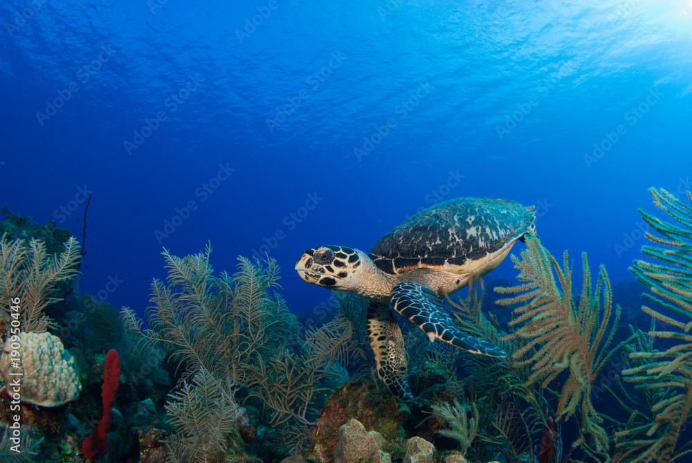 Fototapeta premium A lone hawsbill turtle is happy in his natural environment of the tropical Caribbean waters. The reef system is home to creatures like this and these turtles can often be seen swimming underwater here