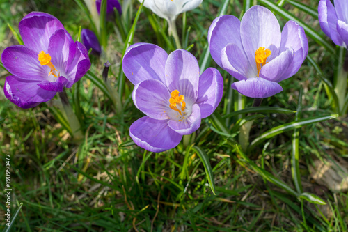 Spring purple crocus flowers on green grass