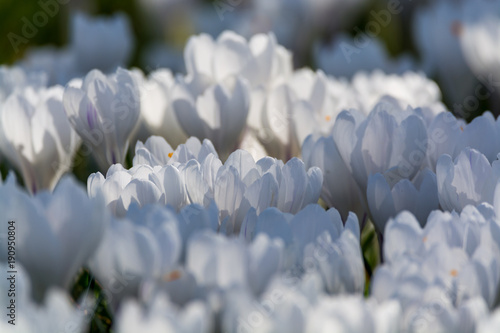 Spring white crocus flowers on green grass © barmalini