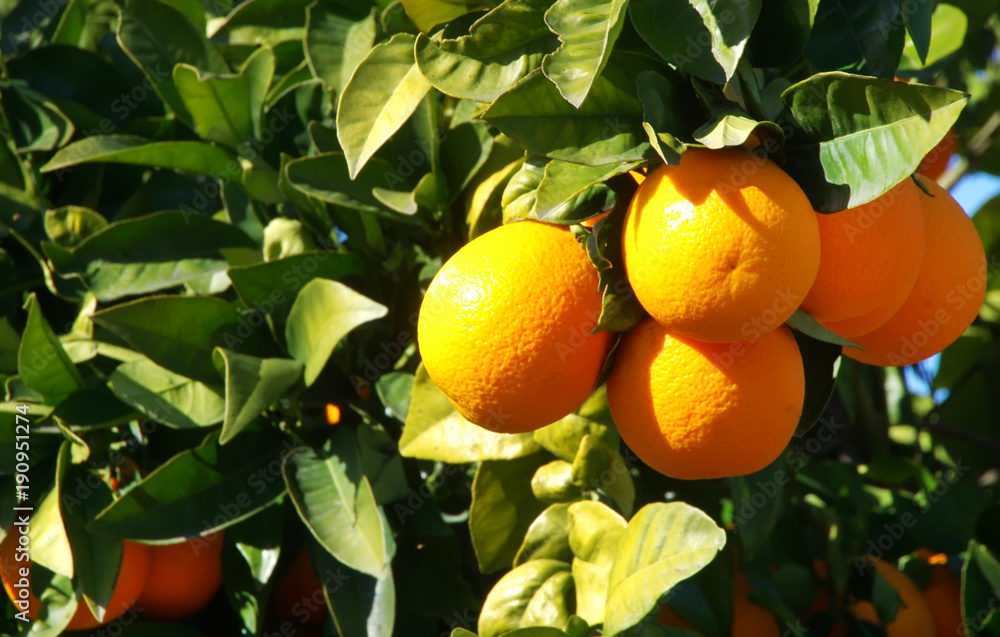 Bunch of ripe oranges hanging on a branch