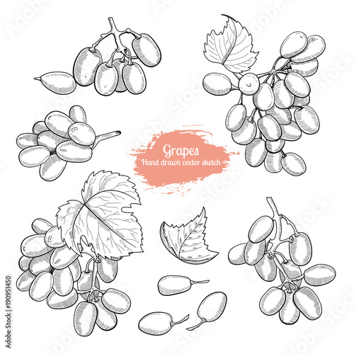 Hand drawn grape collection sketch style. Natural vegeterian food set.