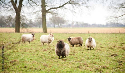 flock of sheep, black and white sheep