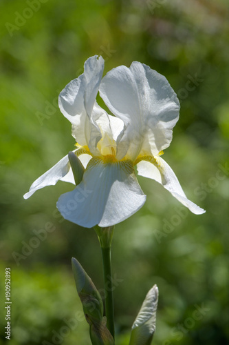 Fototapeta Naklejka Na Ścianę i Meble -  Schwertlilie