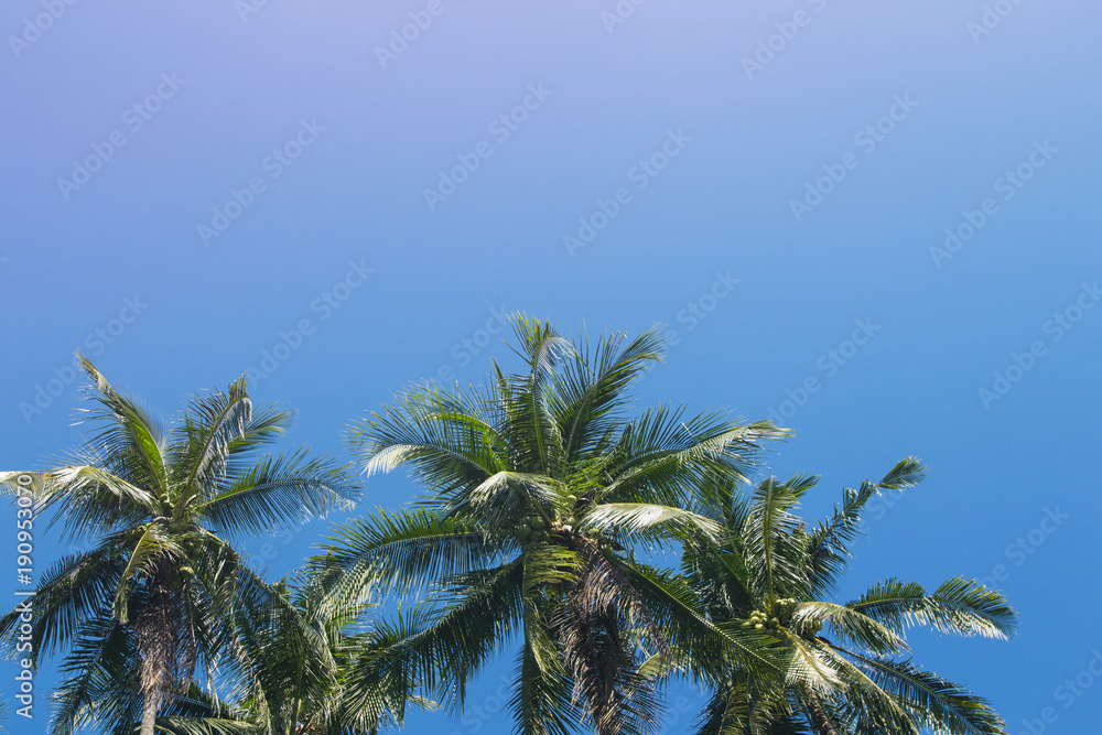 Coco palm tree tropical landscape. Tropical escape destination photo.