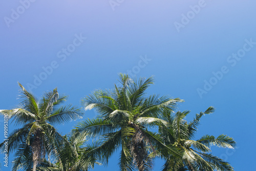 Coco palm tree tropical landscape. Tropical escape destination photo.