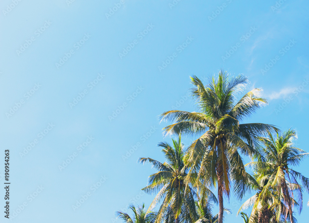 Coco palm tree tropical landscape. Green palm leaf on sunny blue sky photo.