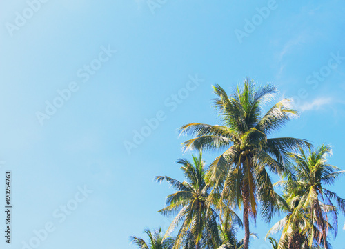 Coco palm tree tropical landscape. Green palm leaf on sunny blue sky photo.