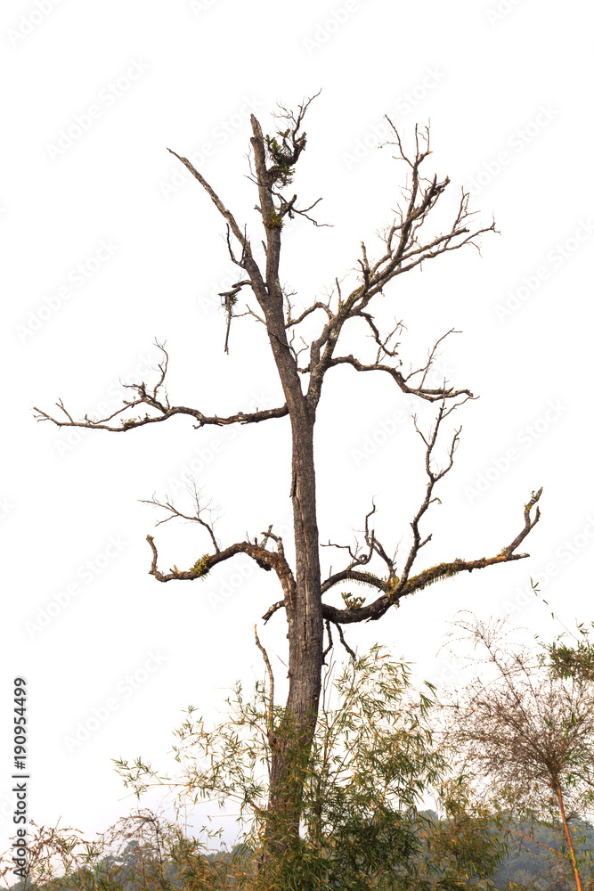 dead tree with dry branch isolated on white background