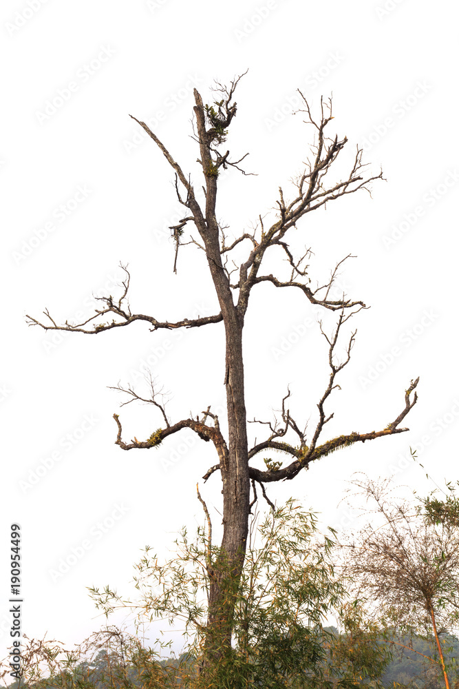 dead tree with dry branch isolated on white background dead tree with dry branch isolated on white background
